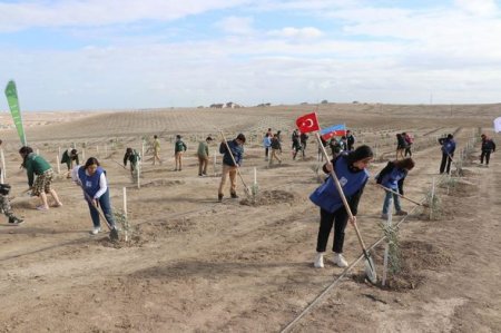 Türk Dövlətləri Milli Ağaclandırma Günündə Azərbaycanda 11 111 ağac əkilib Türk Dövlətləri Milli Ağaclandırma Günündə Azərbaycanda 11 111 ağac əkilib