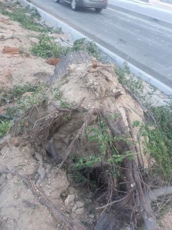 Bakıda ağaclar kökündən çıxarıldı: Qurum hərəkətə keçdi