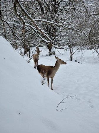 Göygöl və Maralgöl dondu - FOTO