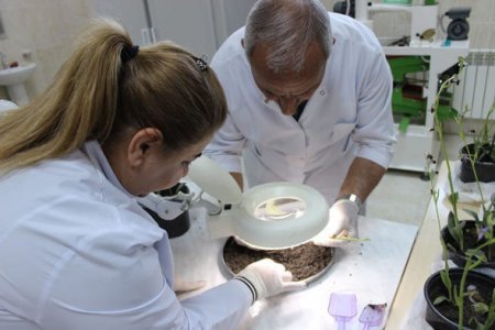 Naxçıvanda Xarıbülbül əkiləcək - FOTO
