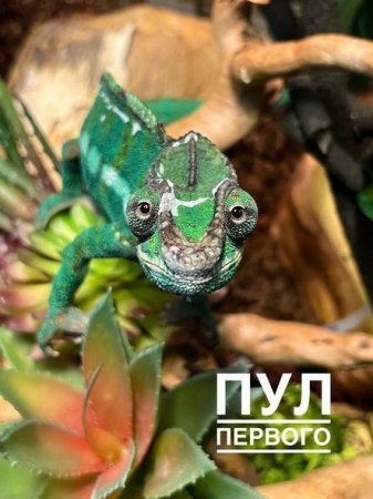 Lukaşenkonun evində saxladığı qeyri-adi heyvan gündəm olub