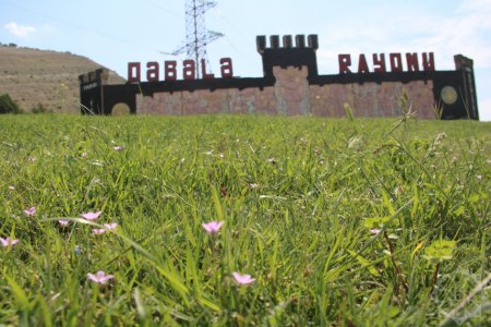 Qəbələdə tülpan mövsümü