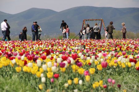 Qəbələdə tülpan mövsümü